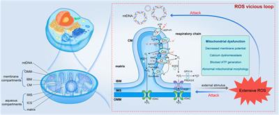 Effects of reactive oxygen species and mitochondrial dysfunction on reproductive aging